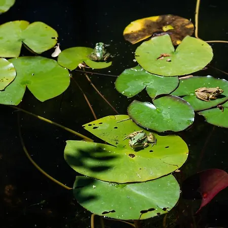 Altanure Quinta Sol D'agua - Ecological *