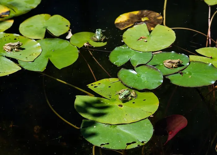 Altanure Quinta Sol D'água - Ecological *